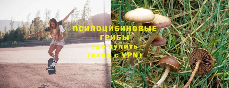 купить   Суоярви  Галлюциногенные грибы GOLDEN TEACHER 